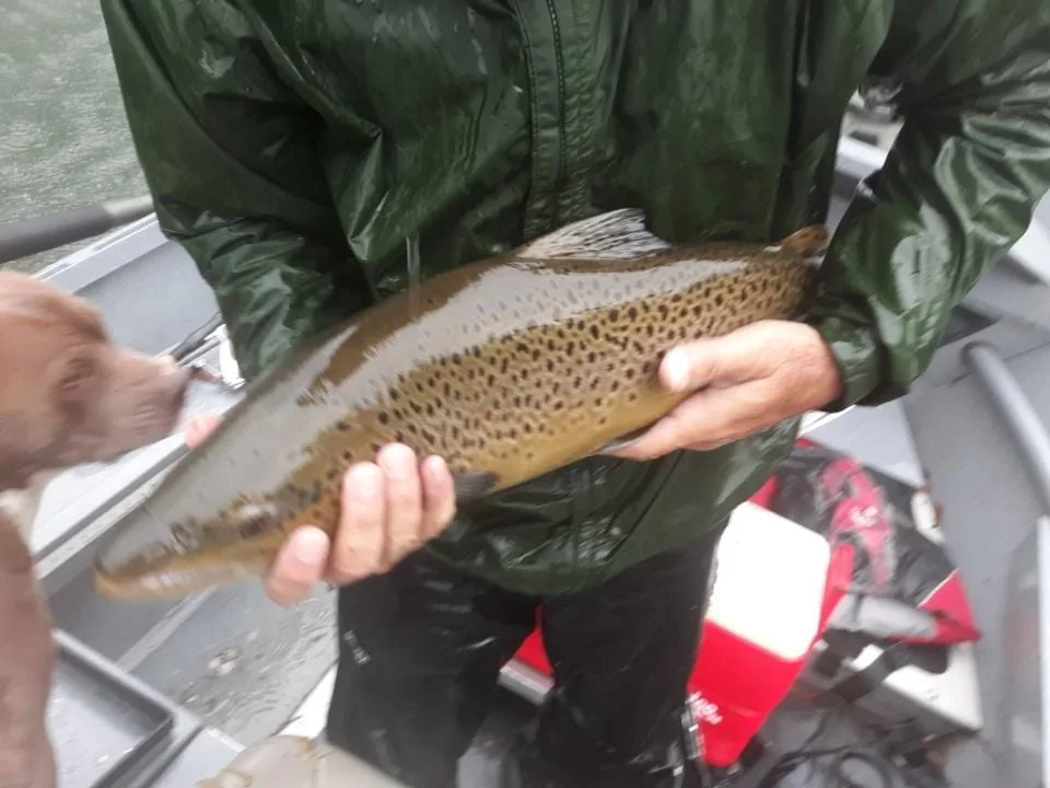 Trout caught on the water