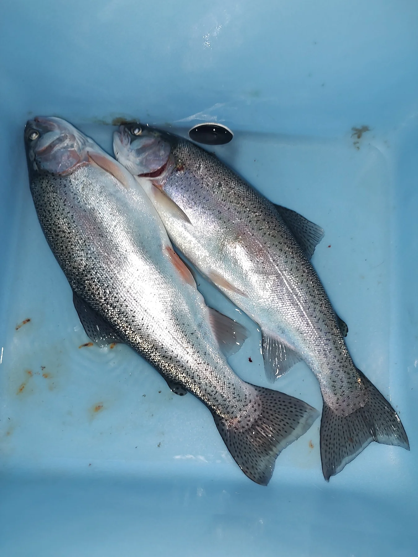 High Country Trout Charters fishing photo