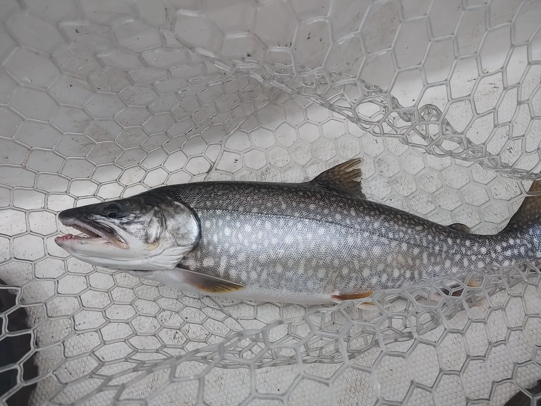 Trout in a landing net