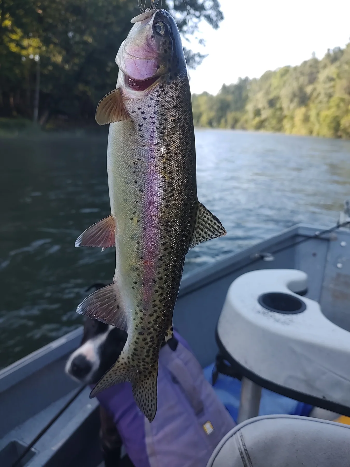 Rainbow trout caught from a boat