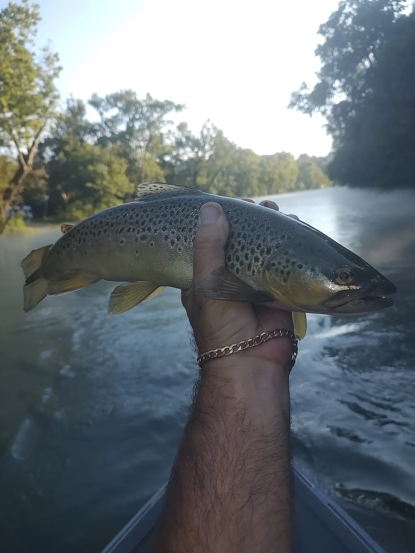 Brown trout held over an East Tennessee river