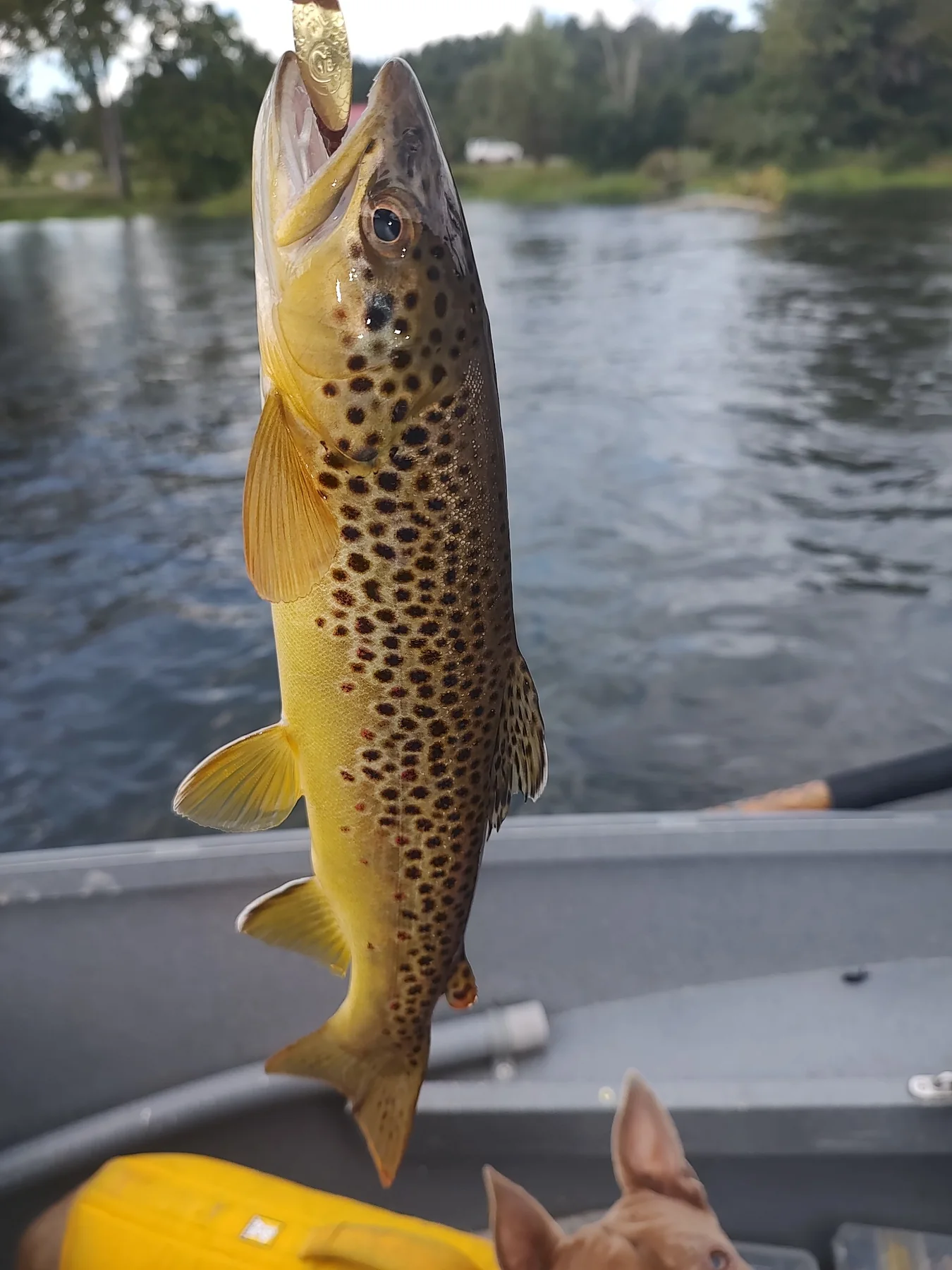 Brown trout with river in the background
