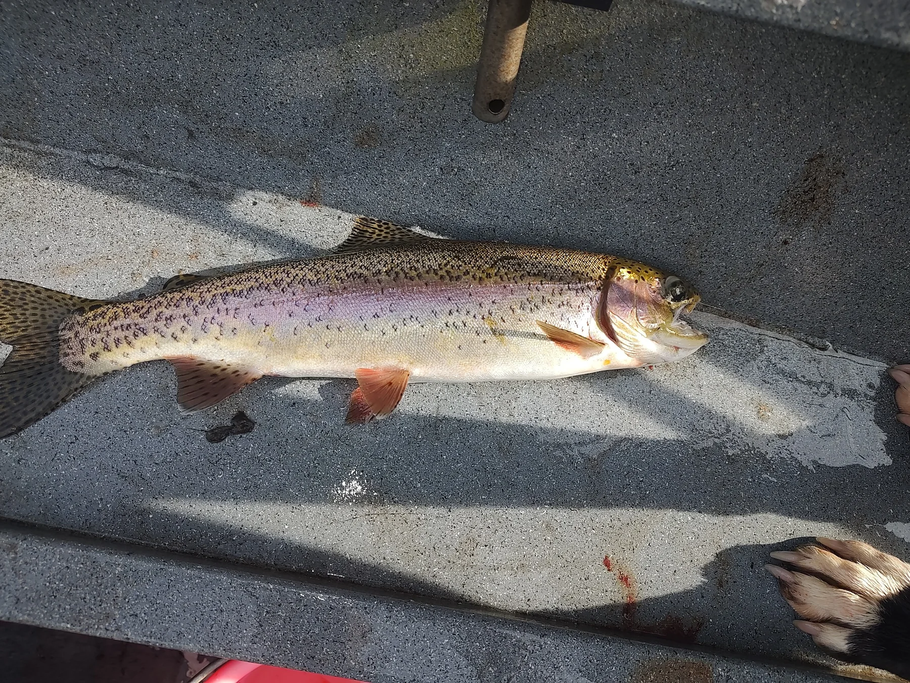 High Country Trout Charters fishing photo