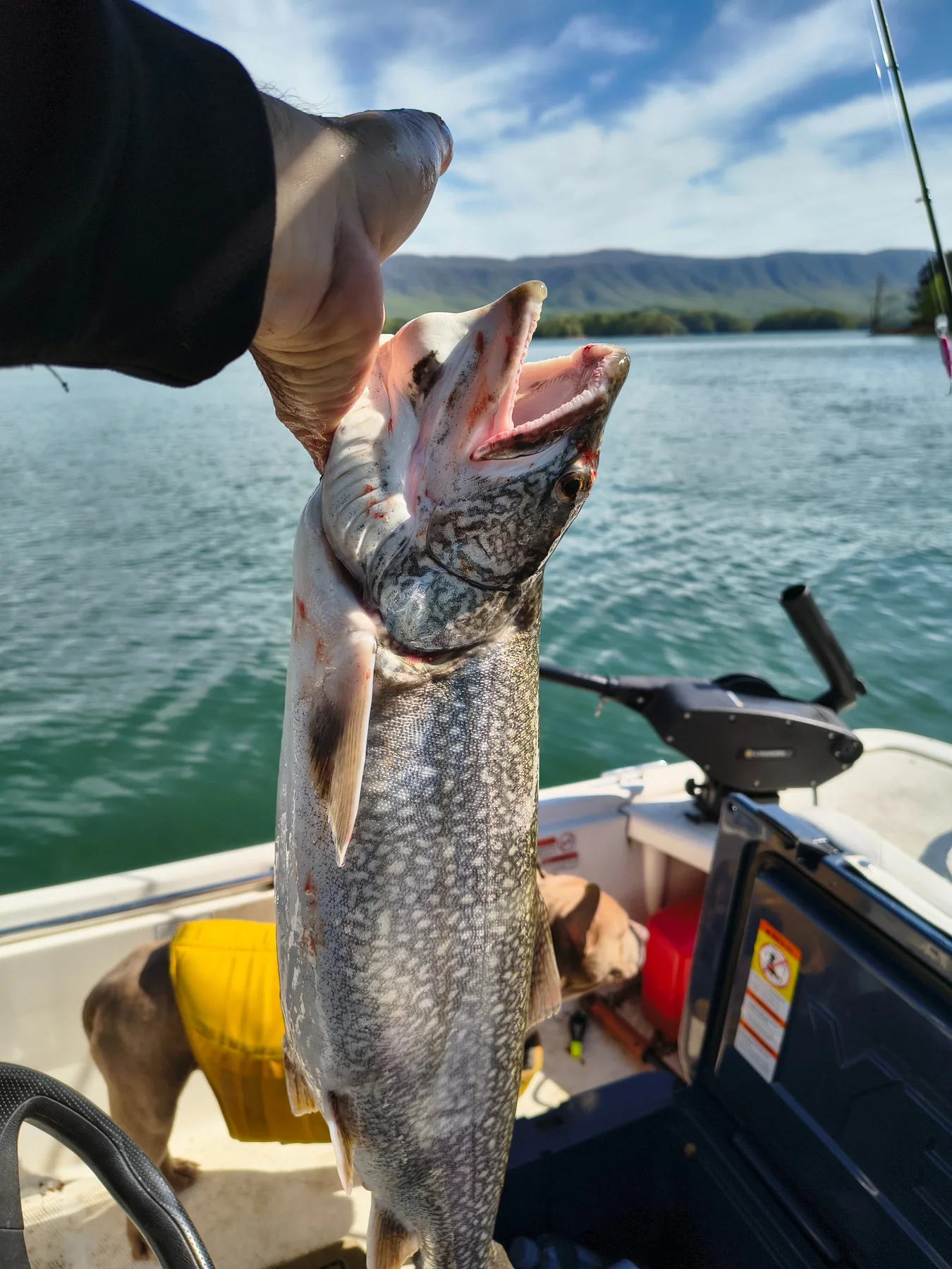 Large fish caught from a lake boat