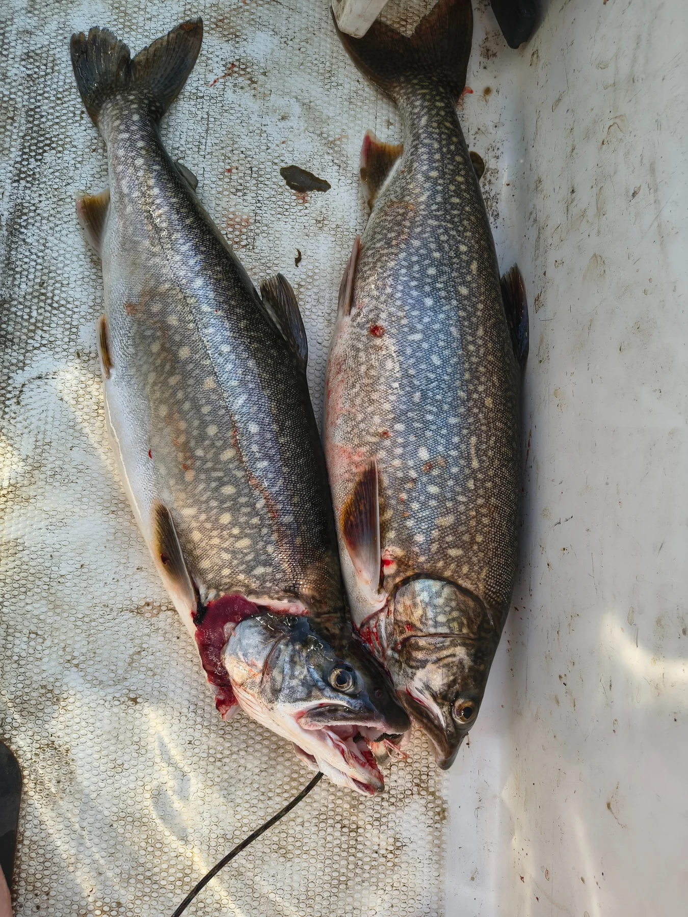 High Country Trout Charters fishing photo