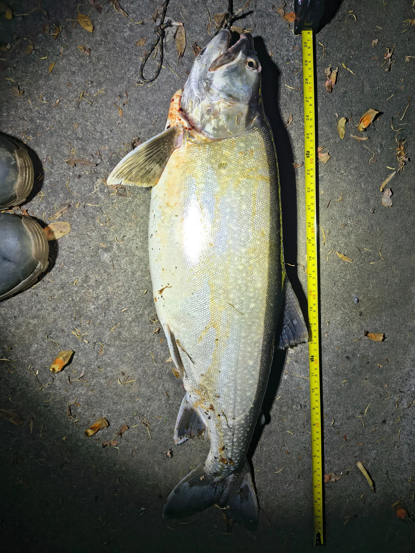 High Country Trout Charters fishing photo