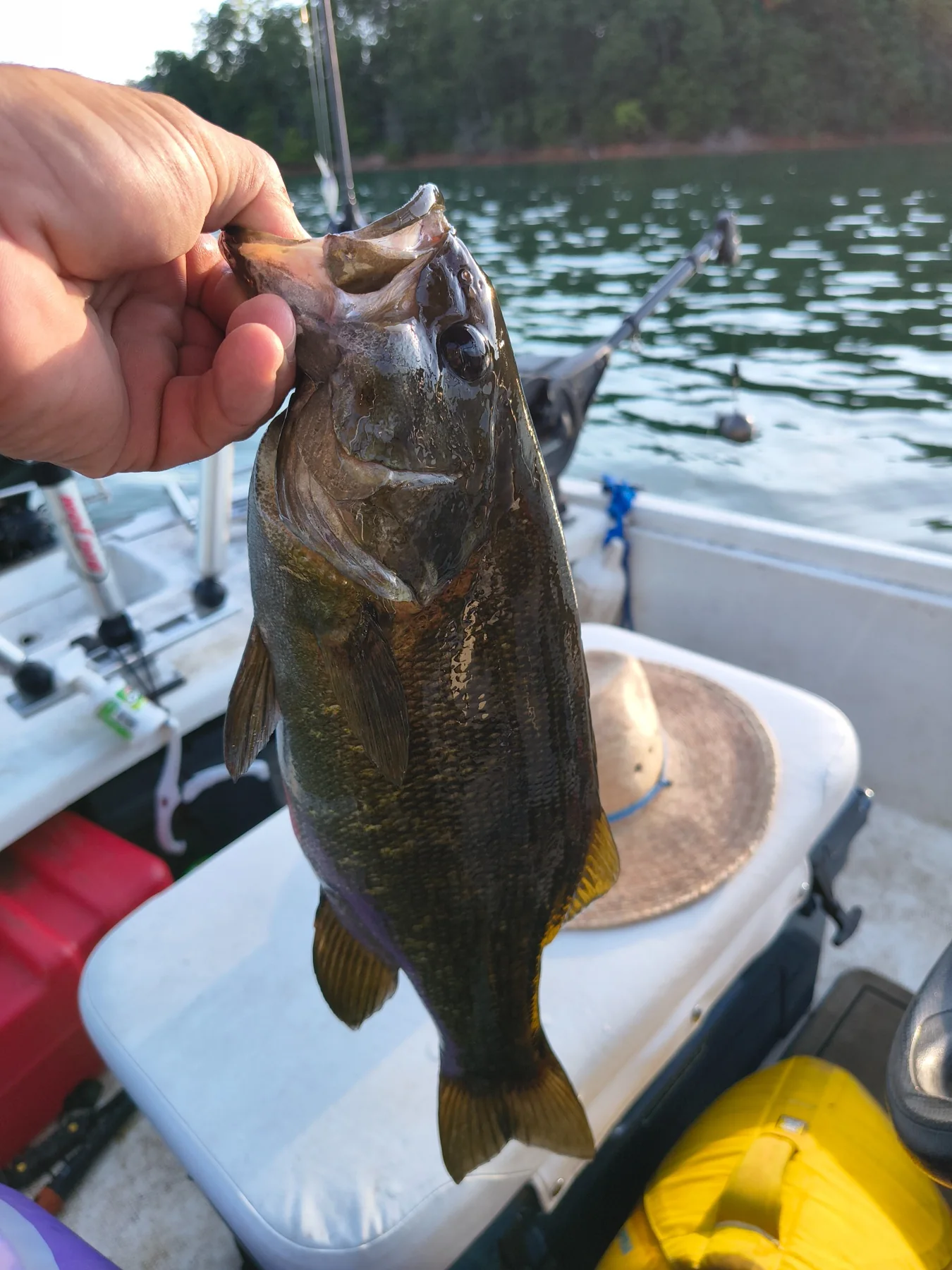 Bass caught from a boat