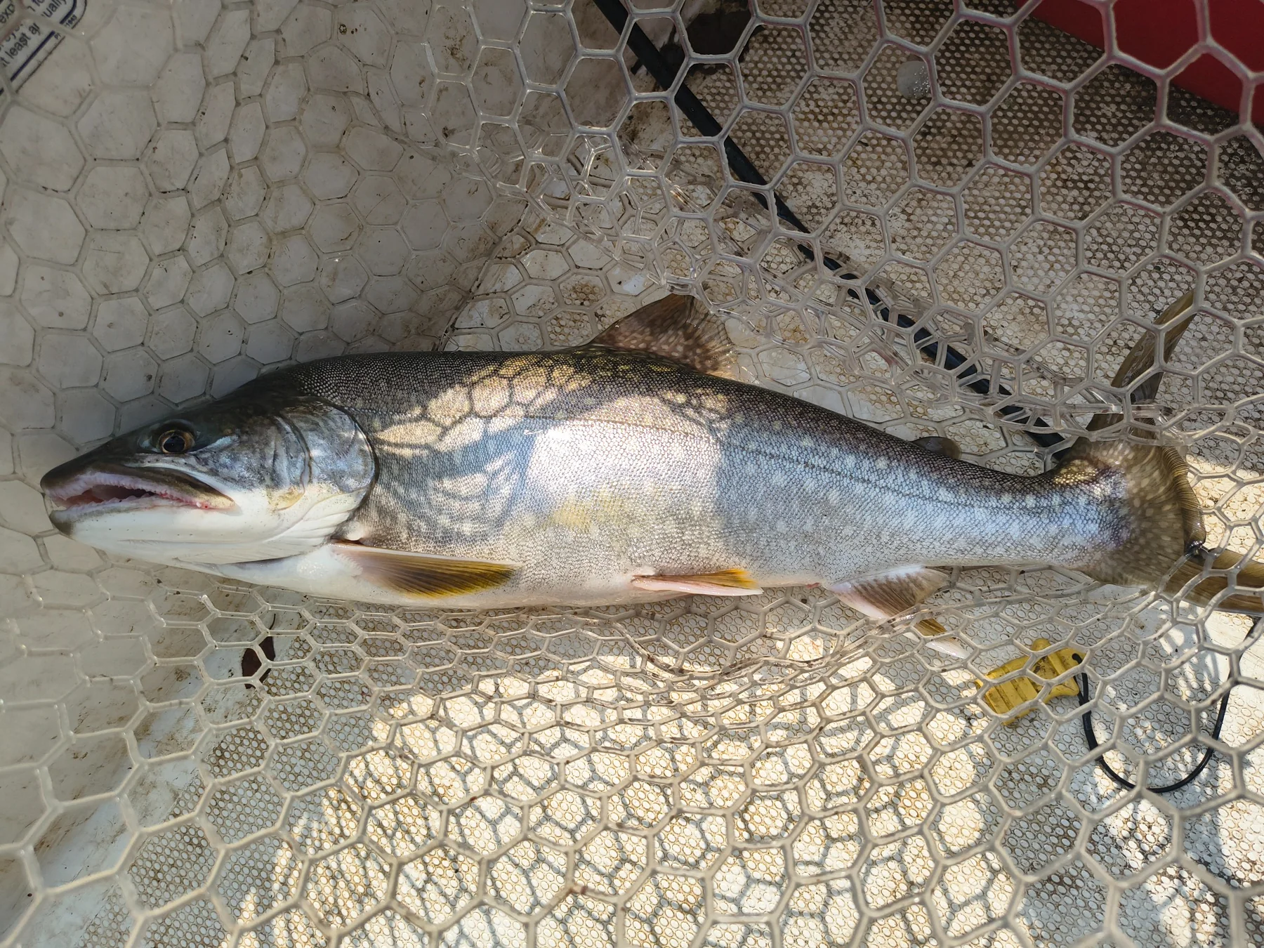 Large lake trout in a landing net