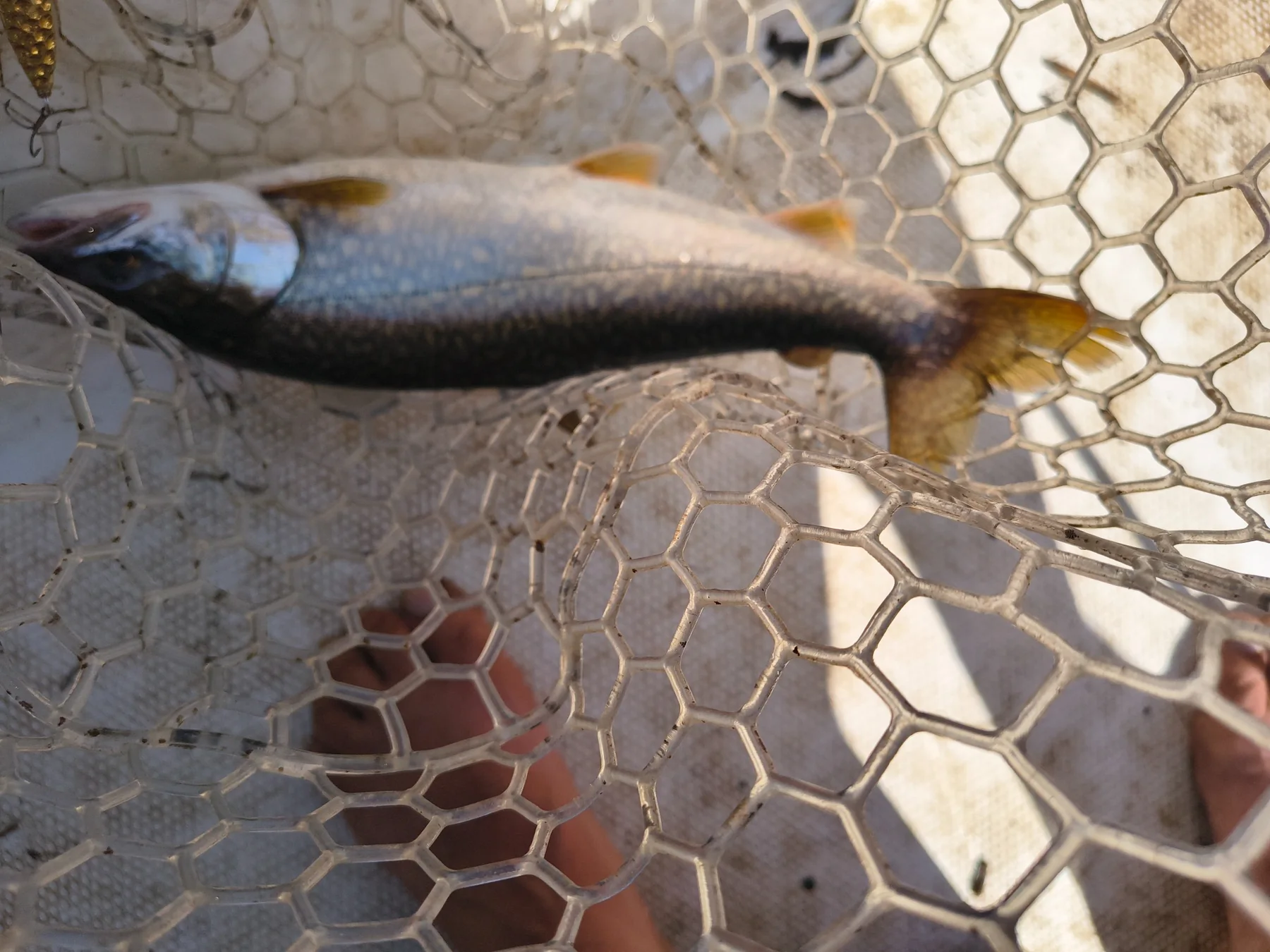 High Country Trout Charters fishing photo