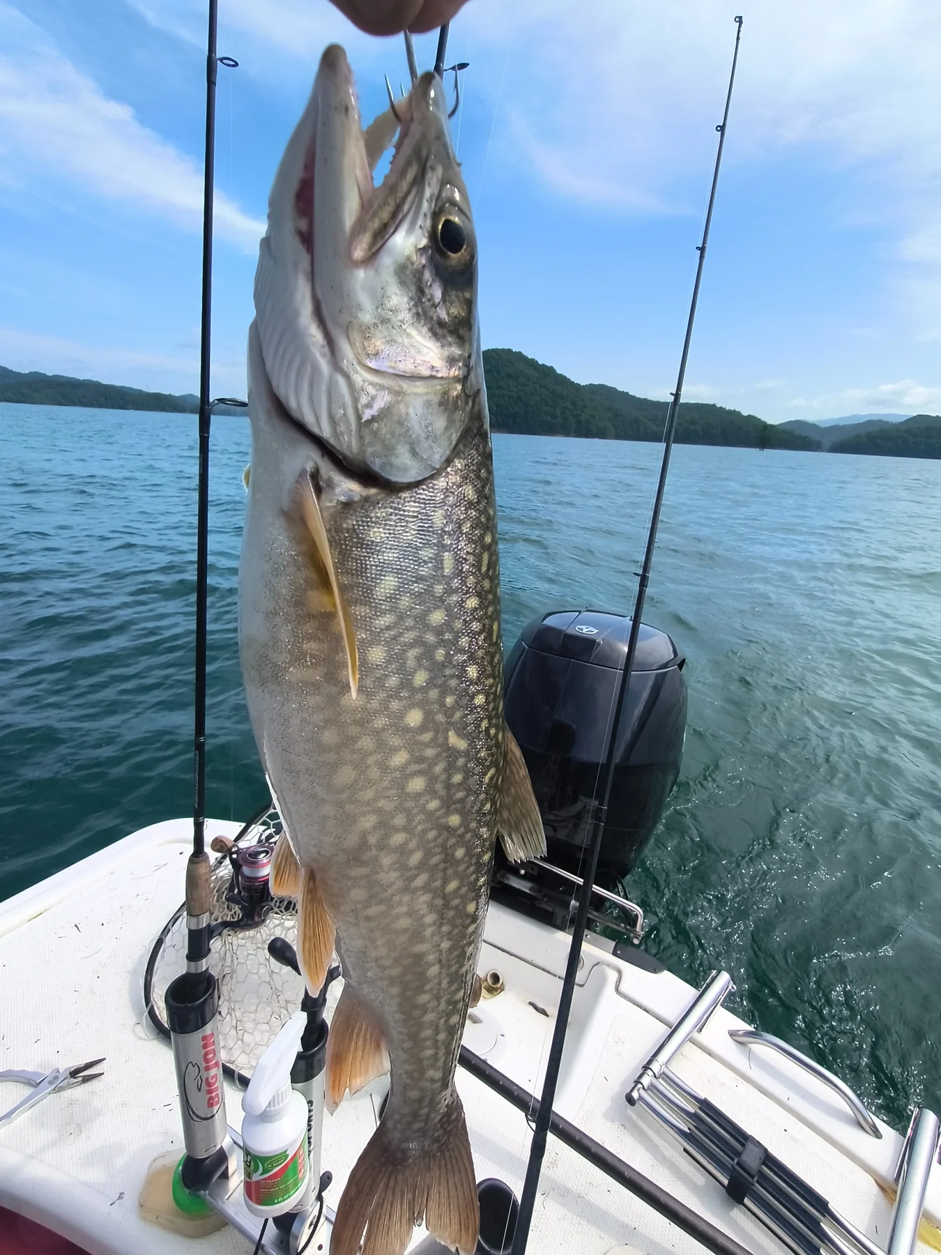 Brown trout caught on the lake