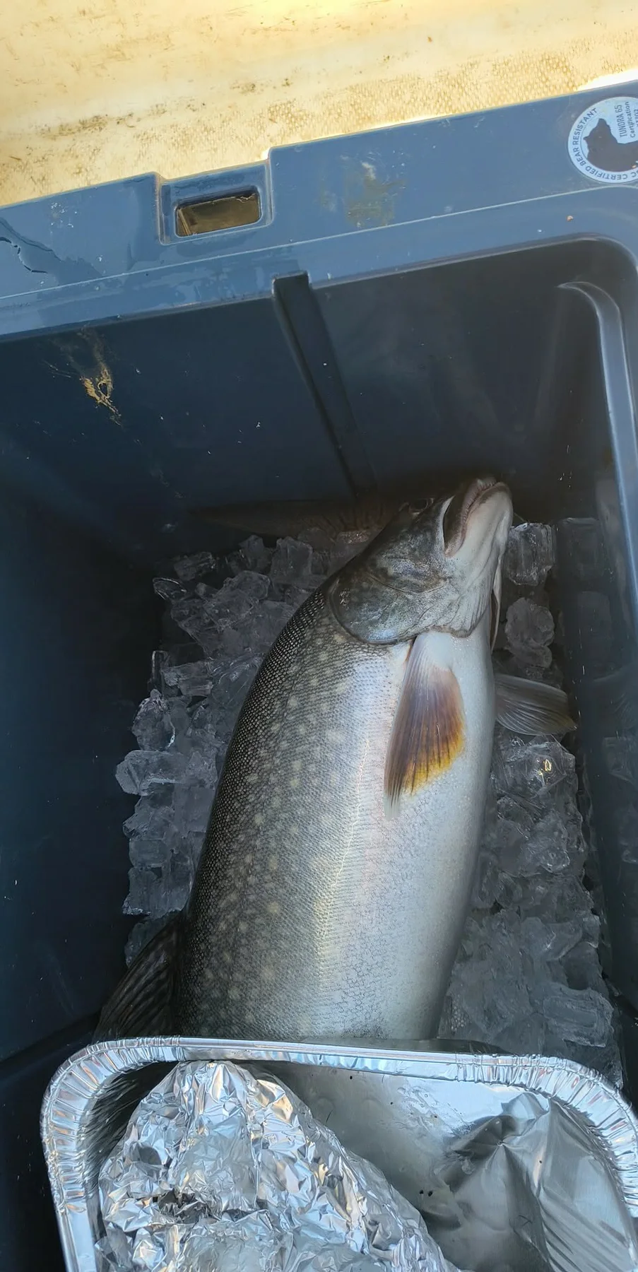 Large lake fish photographed on ice
